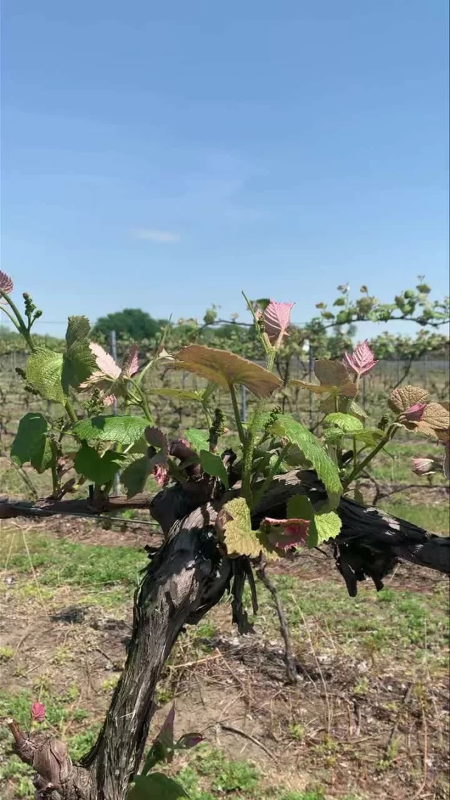 Concord grape vines with their distinctive color and shape. Look closely and you can see the tiny clusters which will be in bloom shortly
