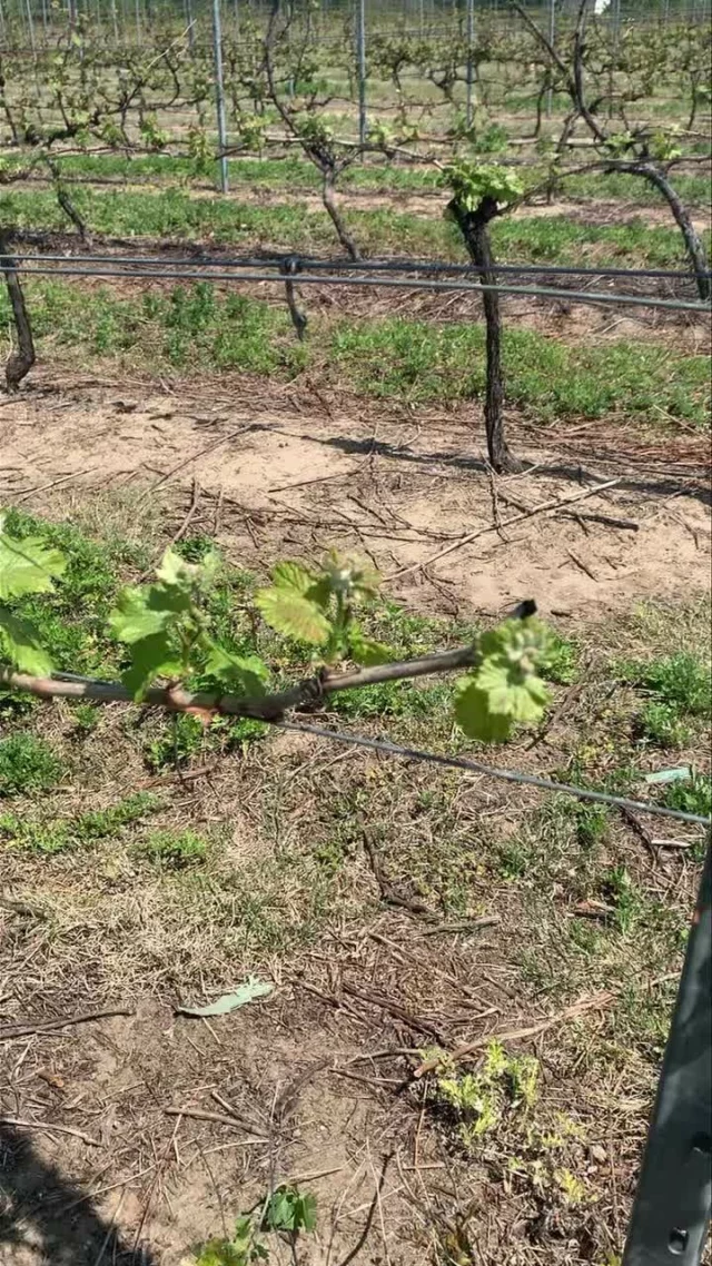 Sauvignon blanc vines growing nicely after being shoot thinned