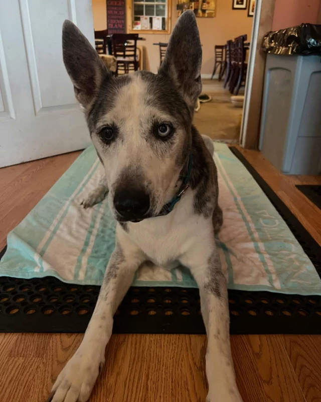 Our old boy came over to cool down.
#airworksatwinery
#noairconditioningathome 
#mustlovewineanddogs🍷🐶 
#gooddoggies❤️ 
#whatwouldyoudo